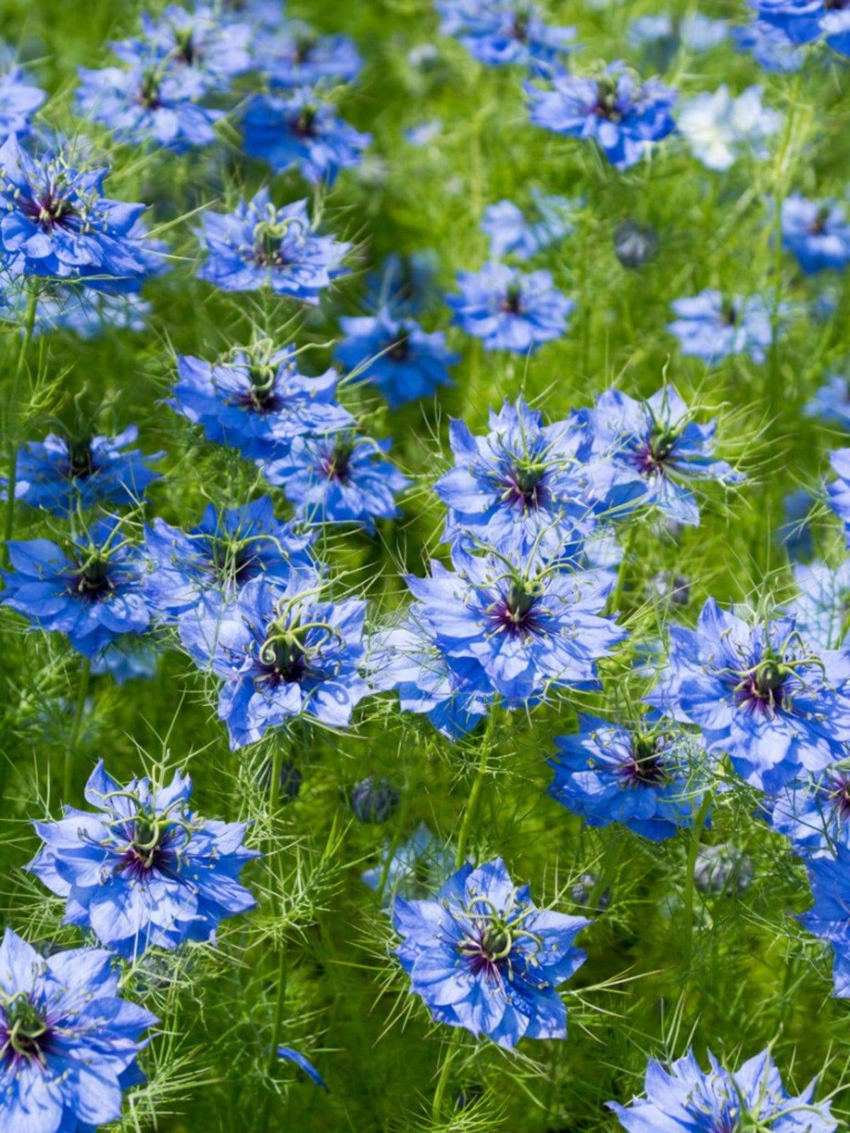 Blue Nigella Love in a Mist - beyond organic seeds