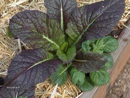 Osaka Purple Mustard Green - beyond organic seeds