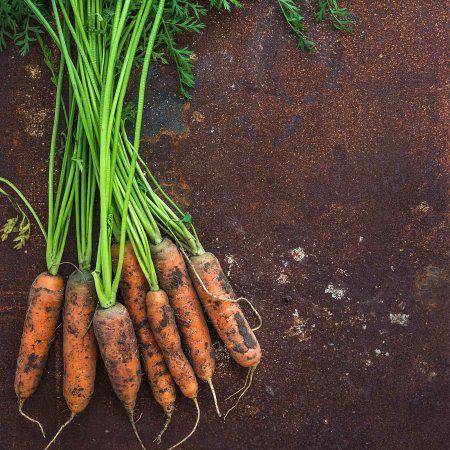 Little Fingers Heirloom Carrot - beyond organic seeds