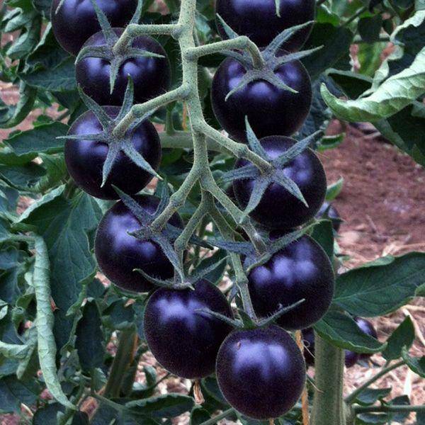 Dancing with Smurfs Indigo Tomato - beyond organic seeds