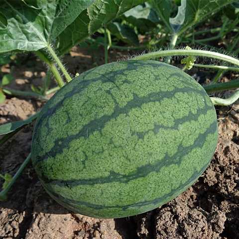 Cal sweet  bush watermelon - beyond organic seeds