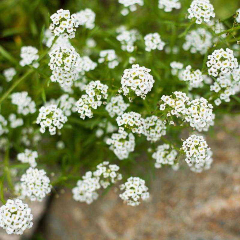 Carpet of Snow Alyssum - beyond organic seeds