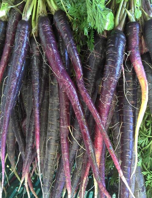 Black Nebula Carrot - beyond organic seeds