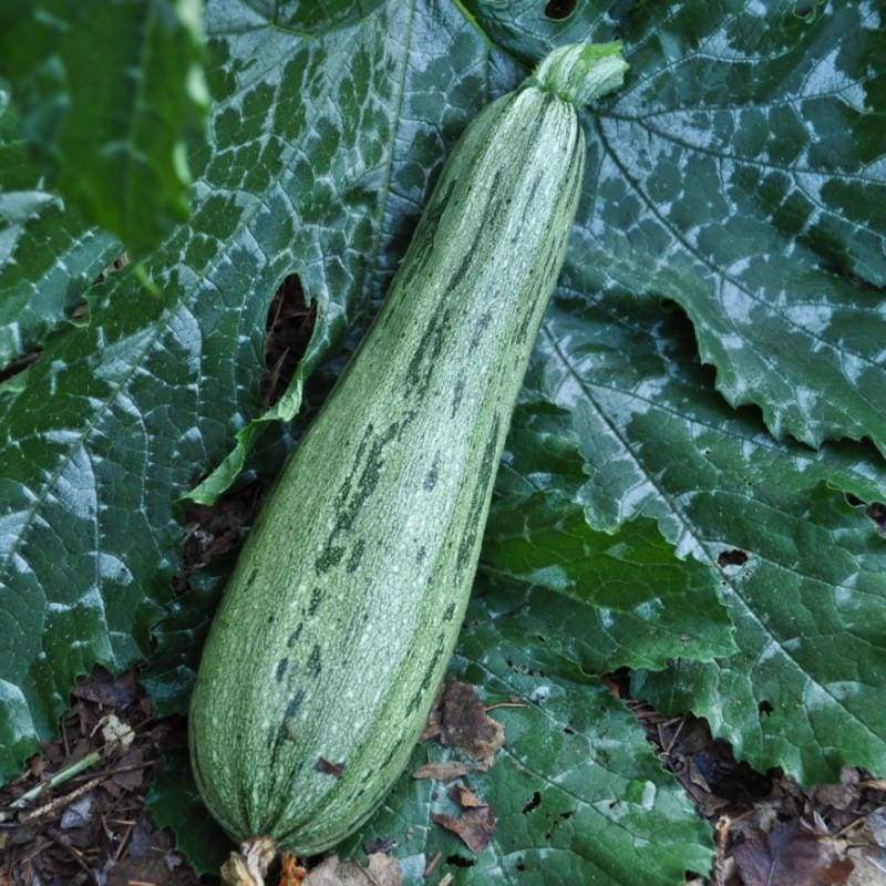 Caserita Summer Squash - beyond organic seeds