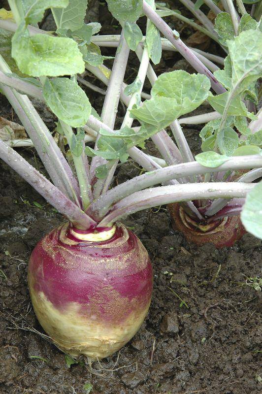 American Purple Top Rutabaga - beyond organic seeds