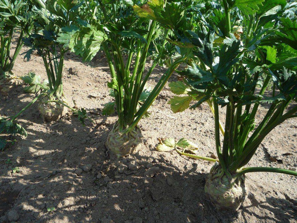 Celeriac Giant Prague - beyond organic seeds