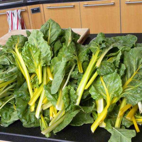 Yellow Sunrise Swiss Chard - beyond organic seeds