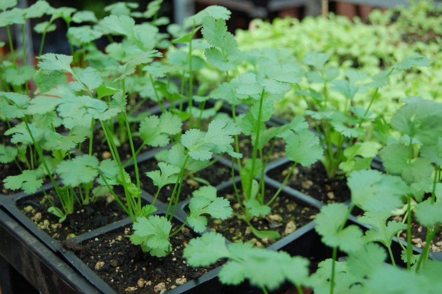 Leisure Coriander Cilantro - beyond organic seeds