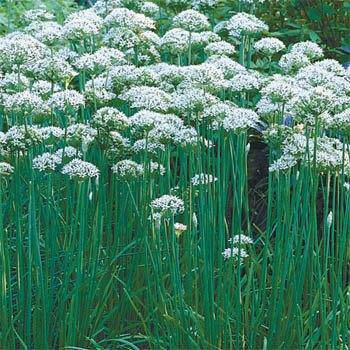 Garlic Chives - beyond organic seeds