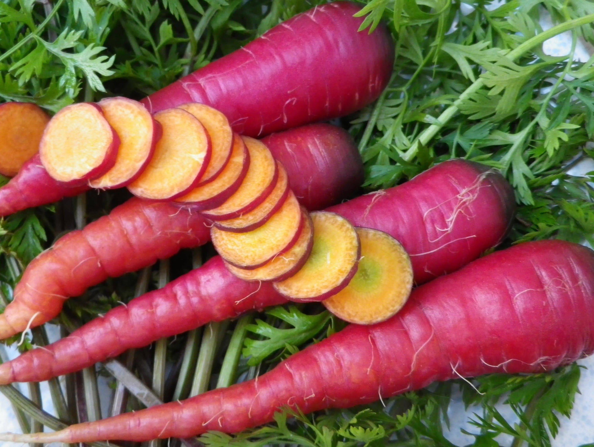 Cosmic Purple Carrot - beyond organic seeds