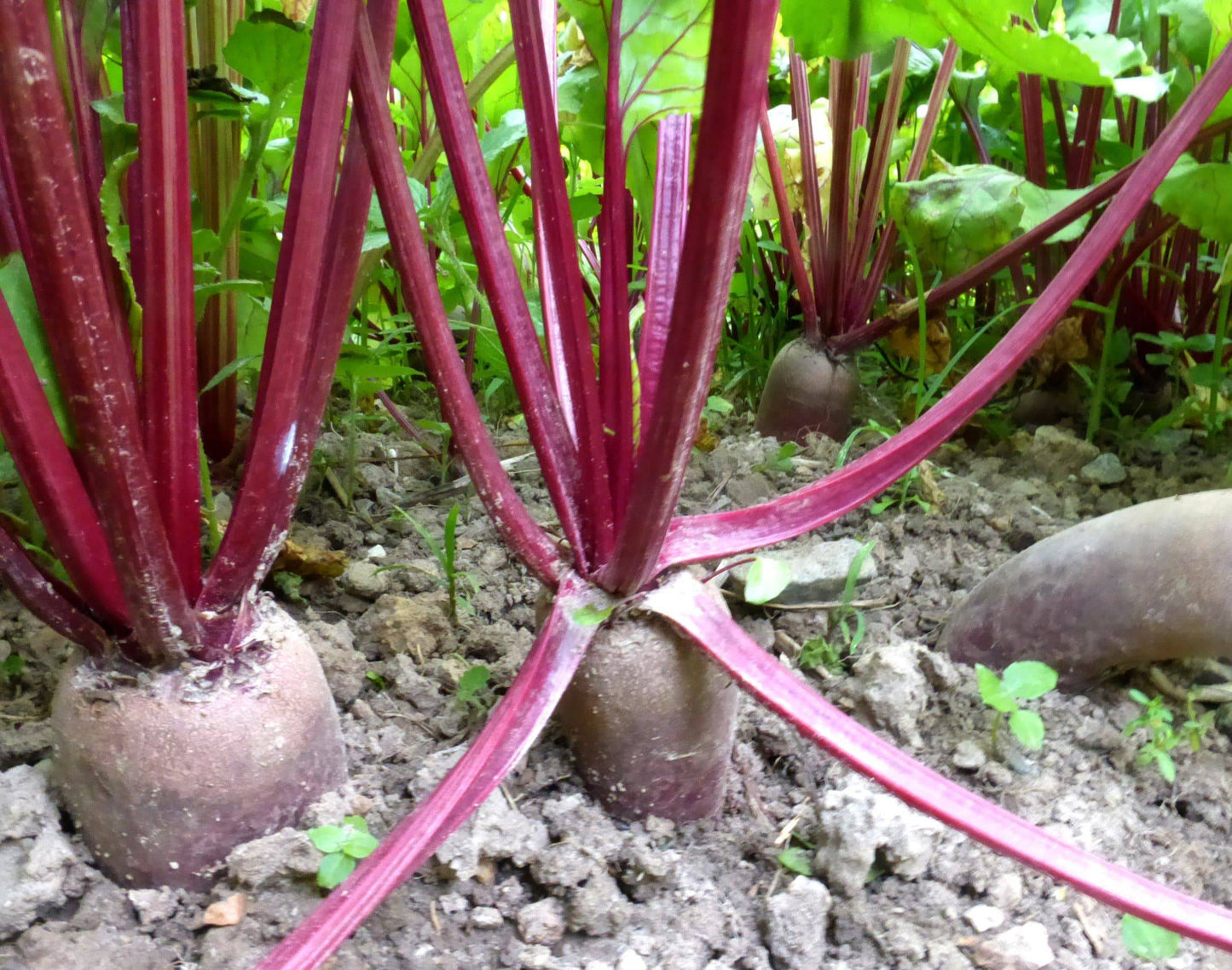 Cylindra Beet - beyond organic seeds