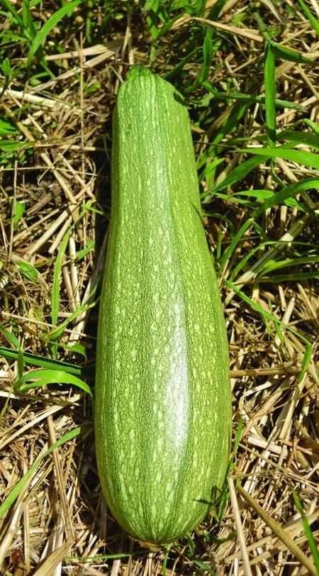 Genovese italian summer squash - beyond organic seeds