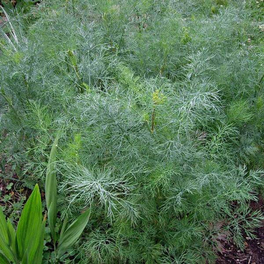 Dukat Dill - beyond organic seeds