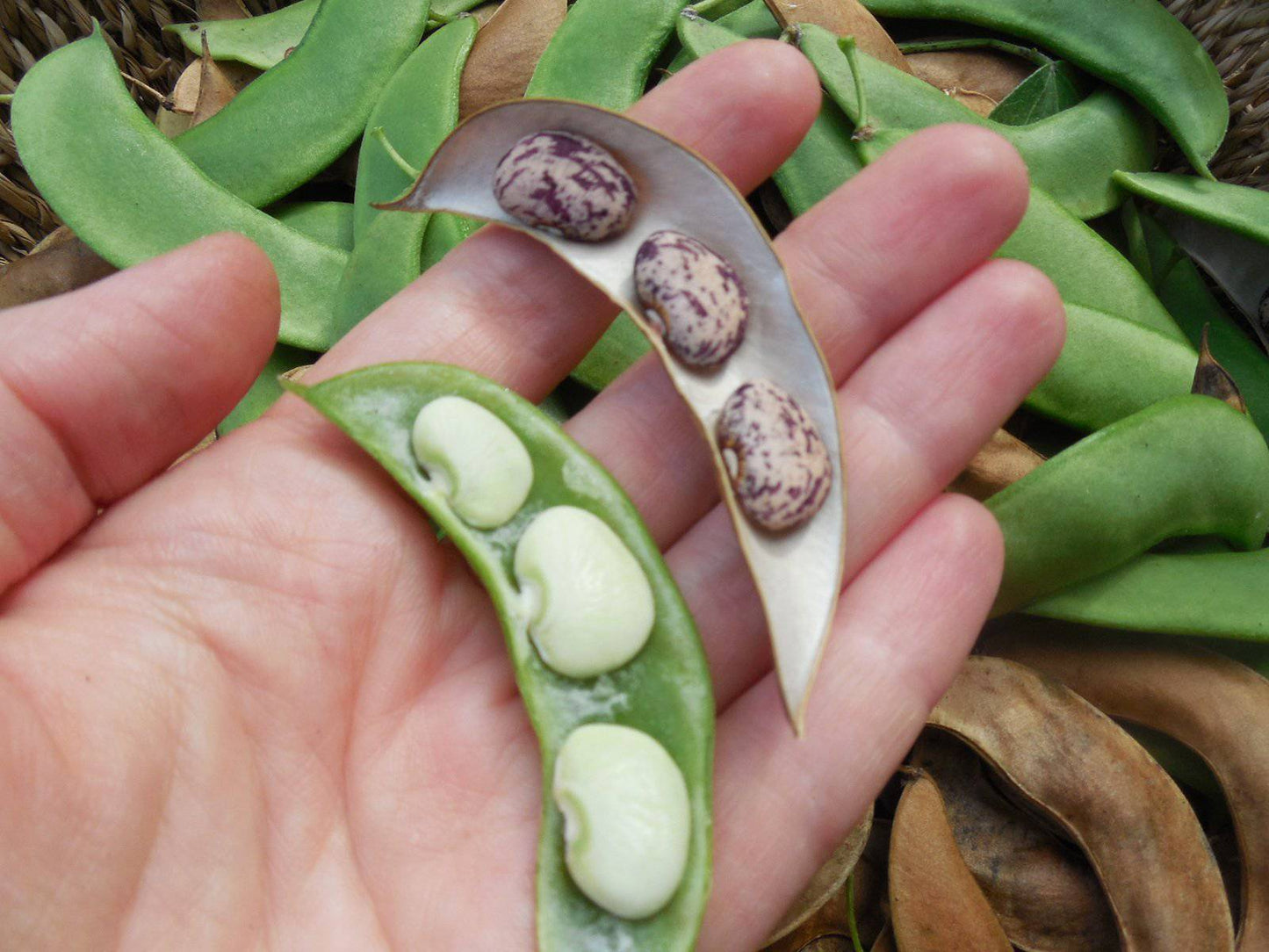 Jackson Wonder Bush Lima Beans - beyond organic seeds