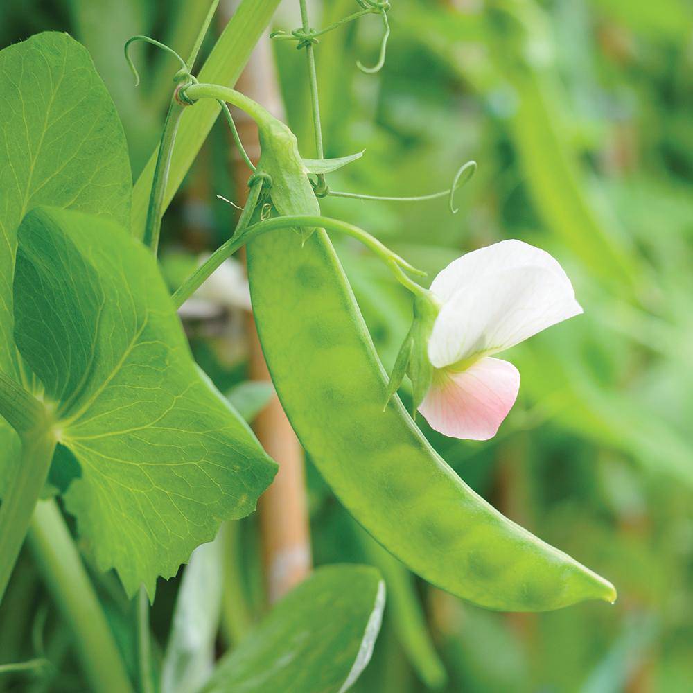 Dwarf Gray Sugar Snow Peas - beyond organic seeds