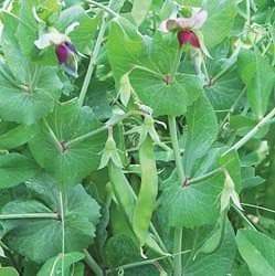 Dwarf Gray Sugar Snow Peas - beyond organic seeds