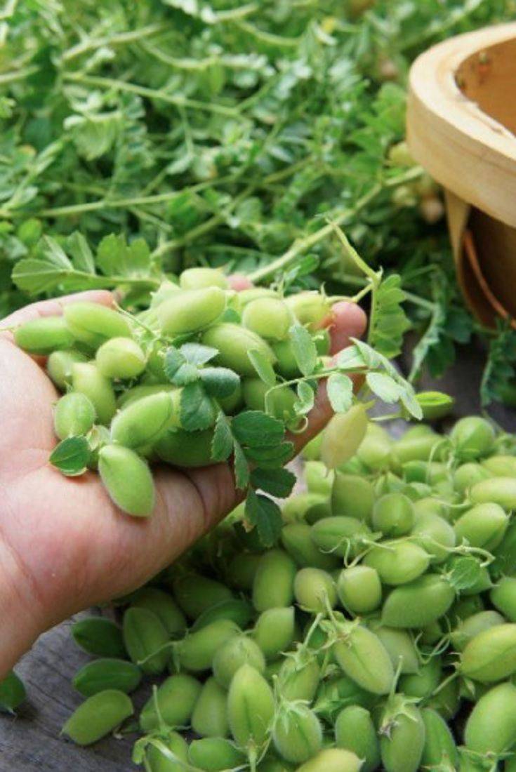 Garbanzo Beans (Chickpea) 50 plus Seeds - beyond organic seeds