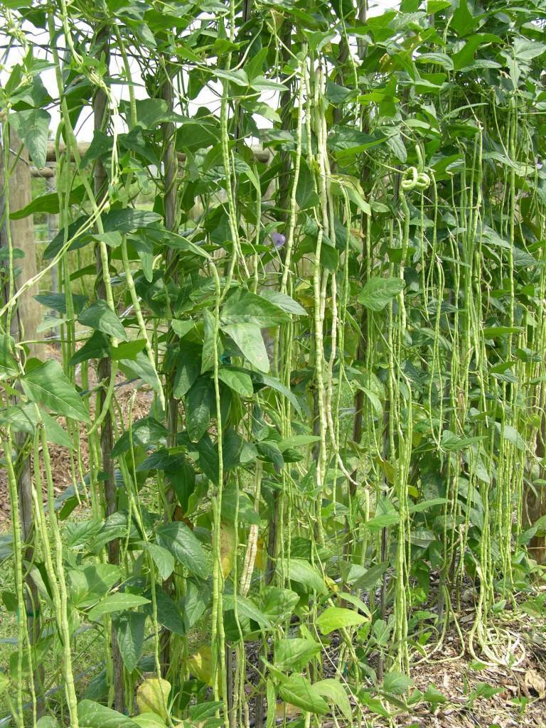 Yard Long Green Beans - beyond organic seeds