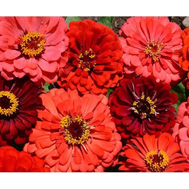 Bart tart zinnia mix - beyond organic seeds