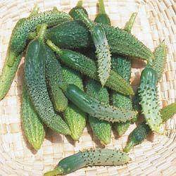 Persian Cucumbers (Heirloom) - beyond organic seeds