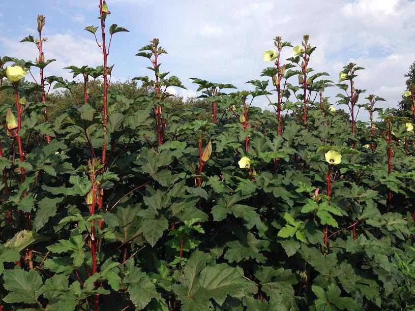 Hill Country Red Okra - beyond organic seeds