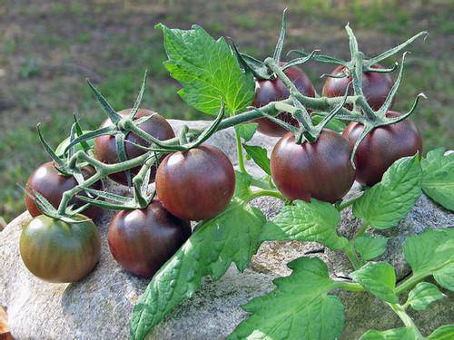 Chocolate Cherry Tomato - beyond organic seeds