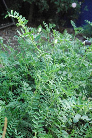 Garbanzo Beans (Chickpea) 50 plus Seeds - beyond organic seeds