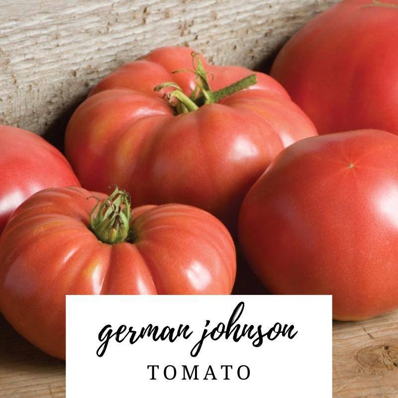 German Johnson Heirloom Tomato - beyond organic seeds