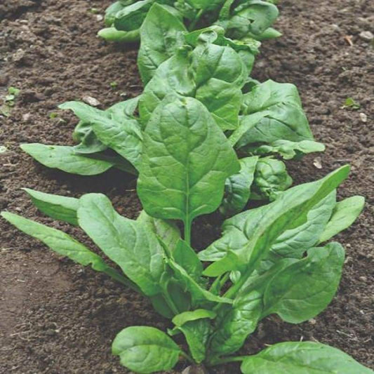 America spinach - beyond organic seeds