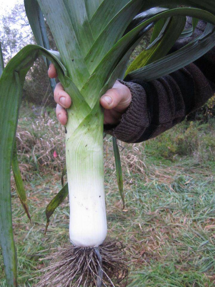 Giant Musselburgh Leek - beyond organic seeds