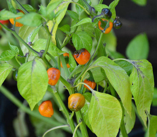 Golden Nugget Hot Pepper - beyond organic seeds