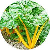 Yellow Sunrise Swiss Chard - beyond organic seeds