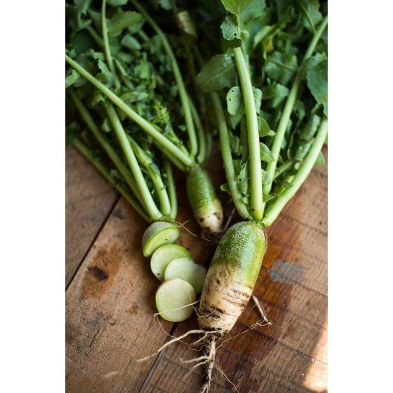 Green Meat Radish - beyond organic seeds