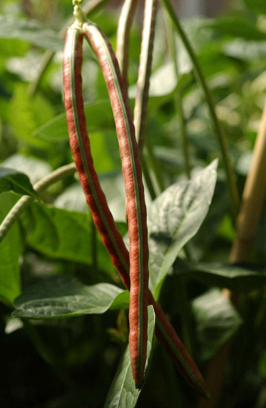 Cow pea garden center assortment - beyond organic seeds