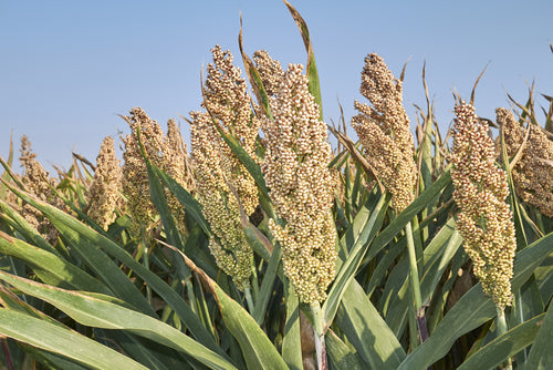 Hageri white soghrum - beyond organic seeds