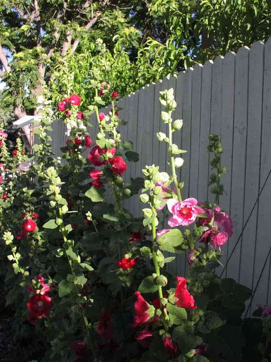 Hollyhocks - beyond organic seeds