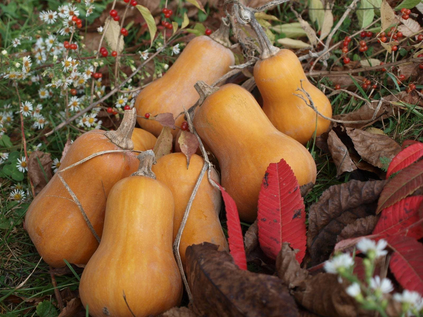 Honeynut Winter Squash - beyond organic seeds