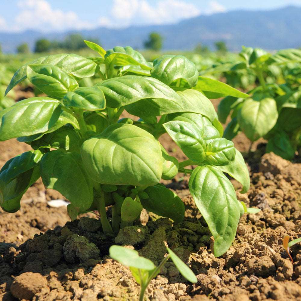 Garden center. Basil assortment - beyond organic seeds