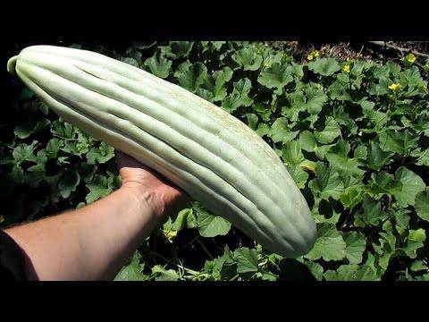 Armenian Yard-Long Cucumber (50 plus pack) - beyond organic seeds