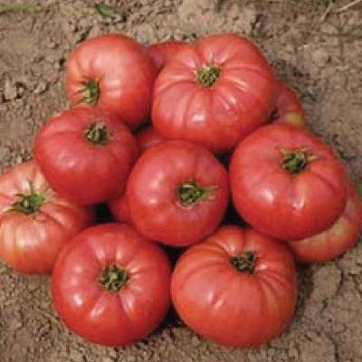 Heirloom Pink Ponderosa Tomato - beyond organic seeds