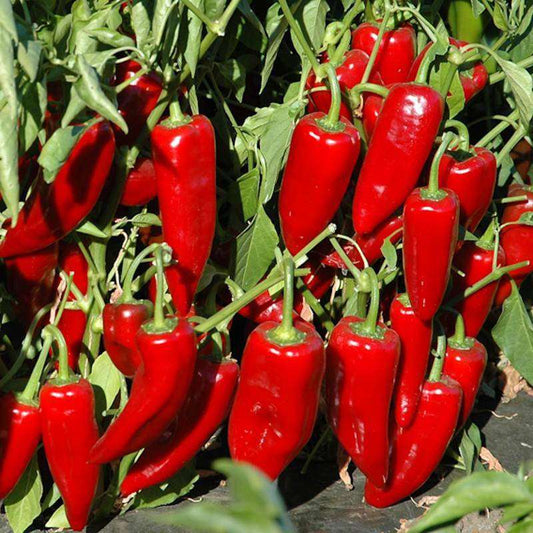 Marconi Red Sweet Pepper - beyond organic seeds