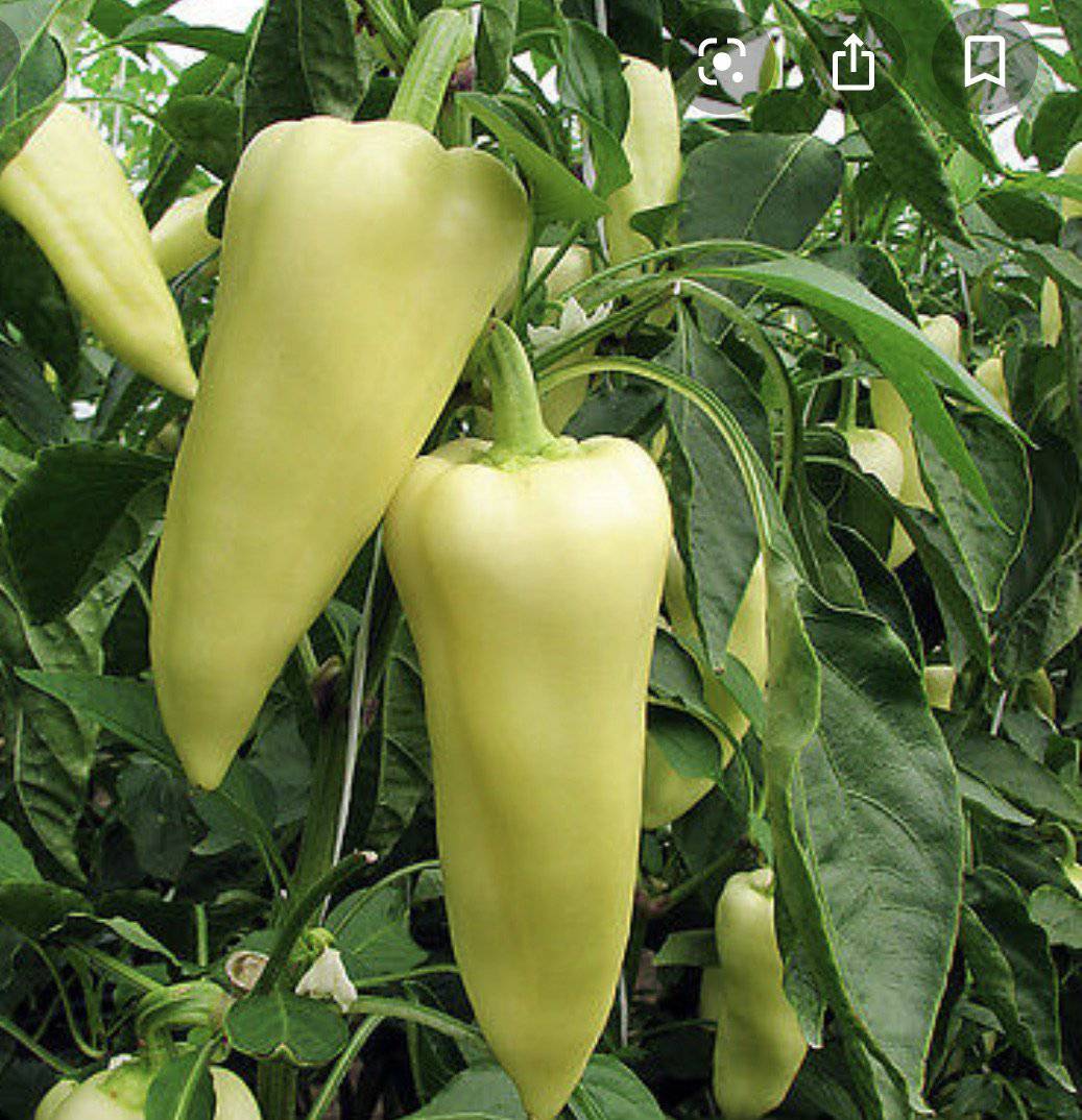 Hungarian Yellow Wax Hot Pepper - beyond organic seeds