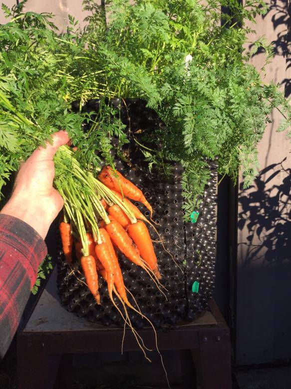 Baby Minicore Carrots - beyond organic seeds