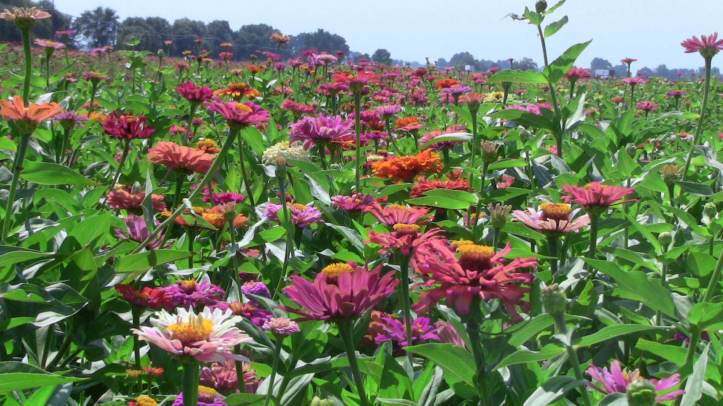 Bart tart zinnia mix - beyond organic seeds