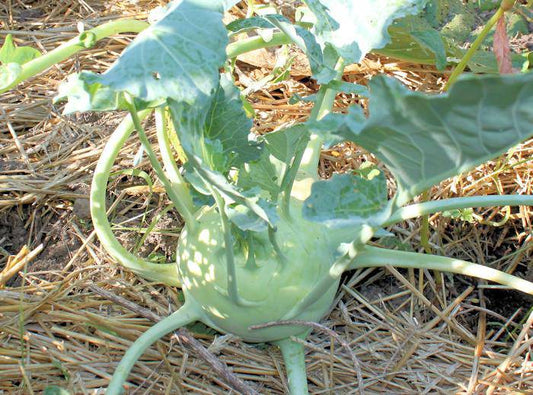 Kossak giant kohlrabi - beyond organic seeds