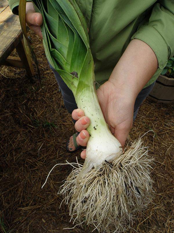 Carentan heirloom leek - beyond organic seeds