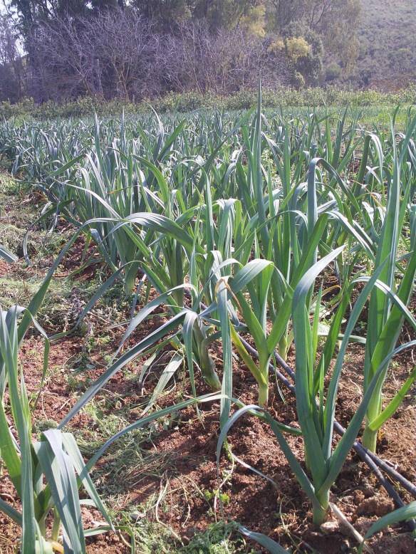 Carentan heirloom leek - beyond organic seeds