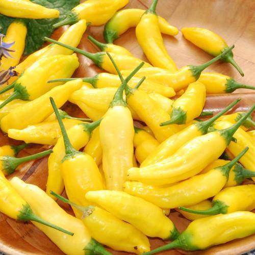 Lemon Drop Hot Peppers - beyond organic seeds