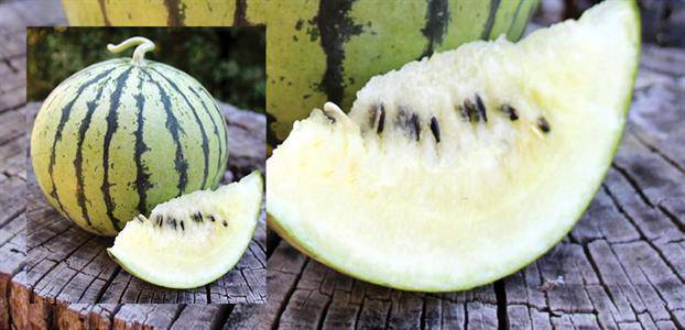 Cream of Saskatchewan Heirloom Melon - beyond organic seeds