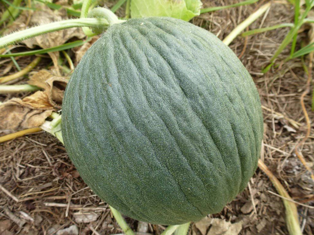 Valencia Melon - beyond organic seeds